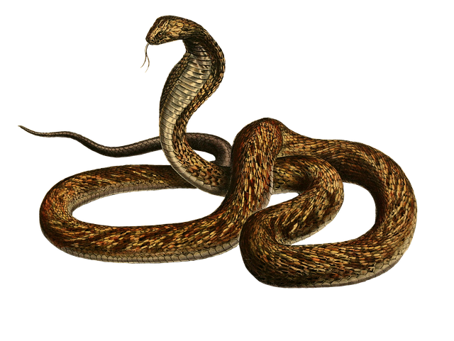 Schlange, Reptil, Hintergrund, Isoliert