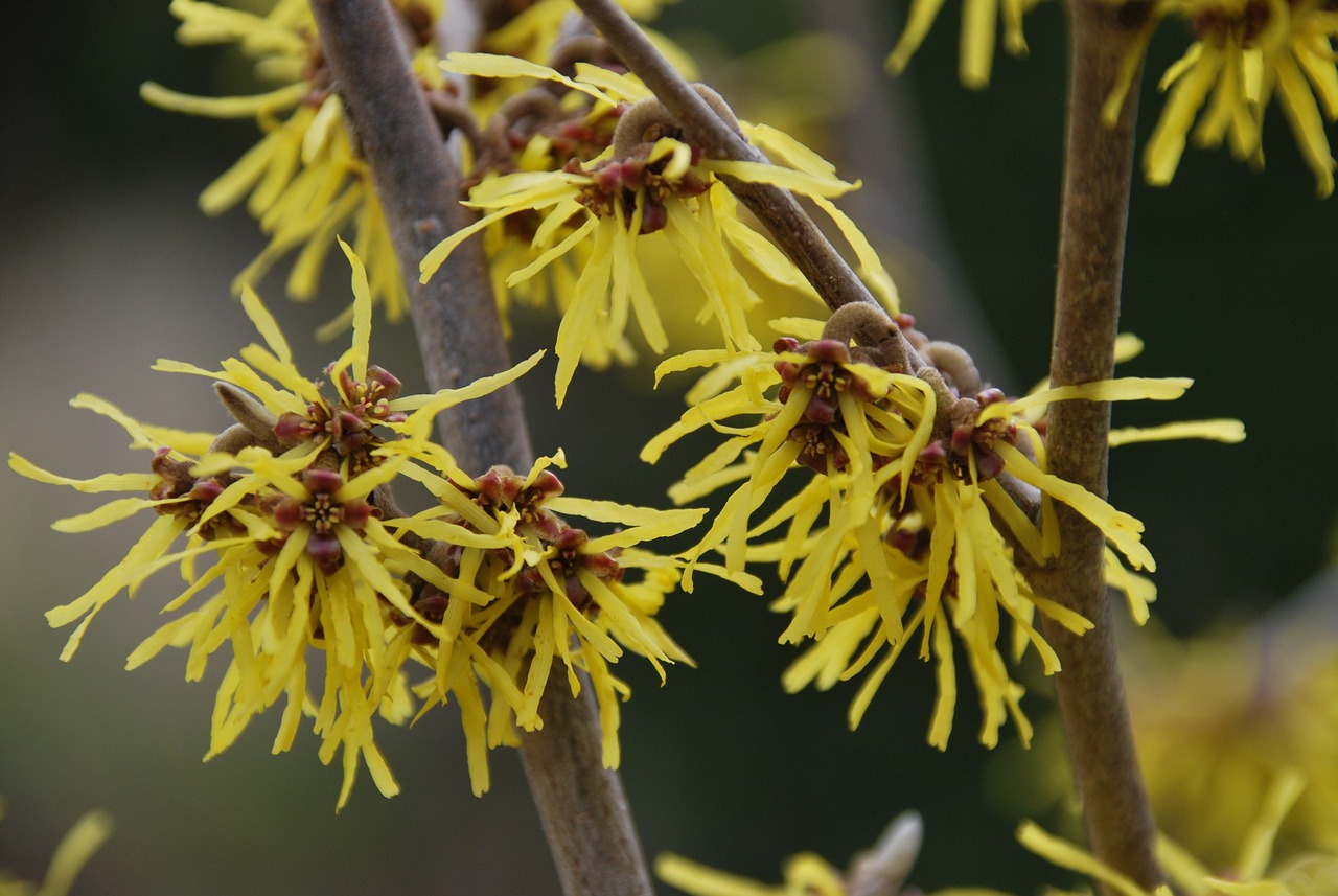 Spring Hazel Witch Hazel Early Spring Yellow - Free photo on Pixabay