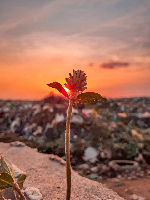 Garbage Free Images 2,000+ Free Trash & Garbage Images - Pixabay