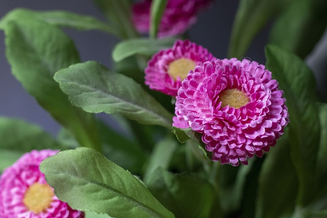 Free Flowers Flower Wallpaper photo and picture