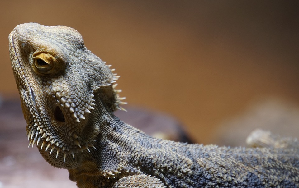 Bearded Dragon Background Free Photo On Pixabay