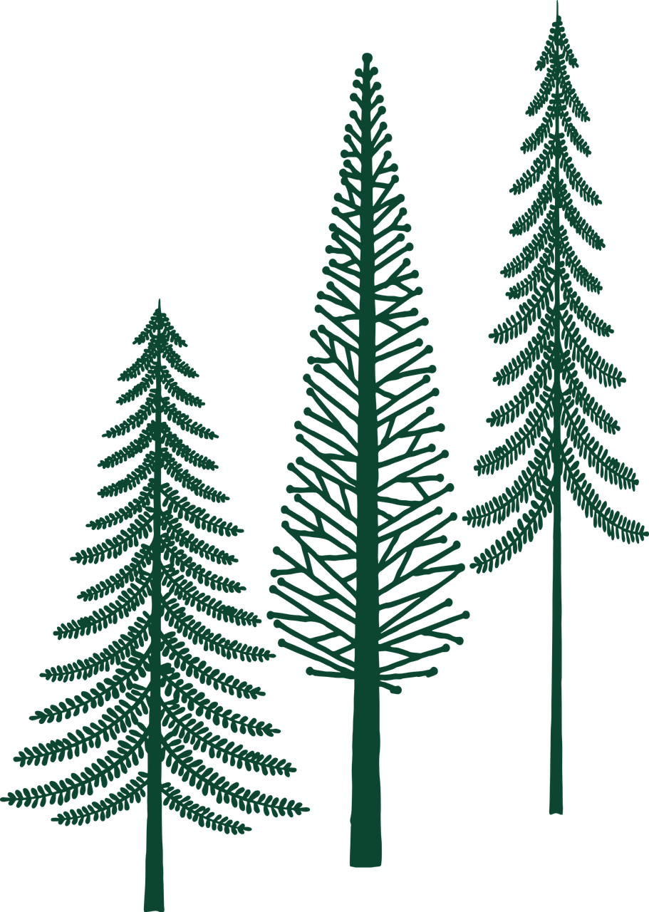 Pohon Cemara Hutan Gambar Vektor Gratis Di Pixabay