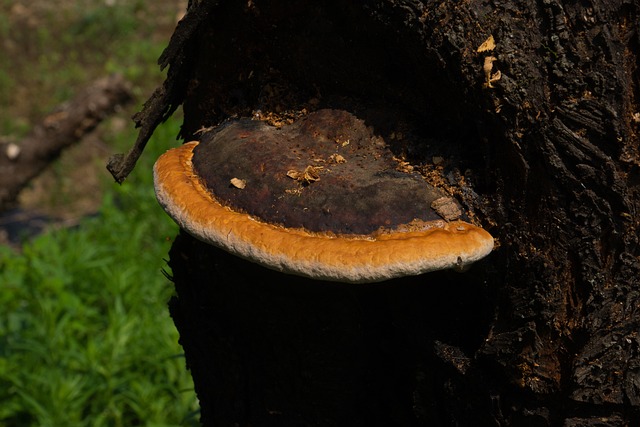 Free Anti-Cancer Mushroom Situation Mushroom photo and picture