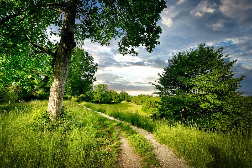 Tree Road Path Path Dirt Road Tree - Free photo on Pixabay