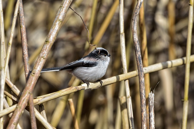 Tier, Wald, Kusagi, Vogel, Wildvogel