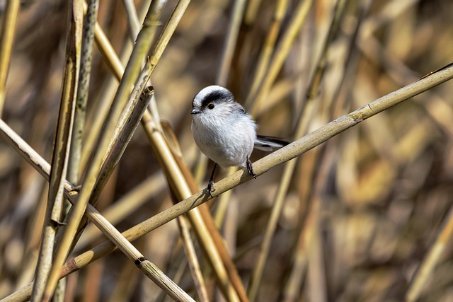 Tier, Wald, Kusagi, Natur, Vogel