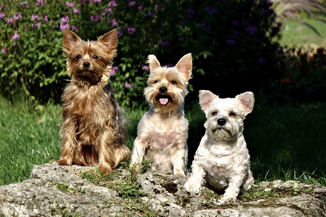 Tiere, Hunde, Niedlich, Haustiere, Klein