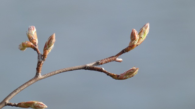 Free Bud Spring photo and picture