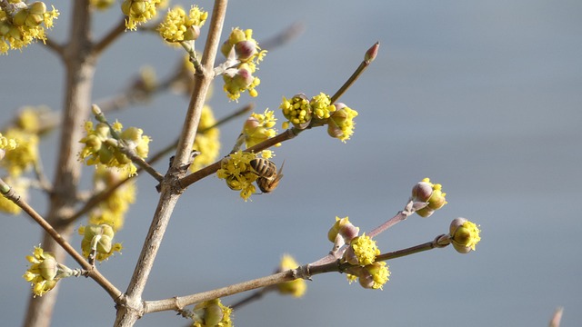 Free Bud Bee photo and picture