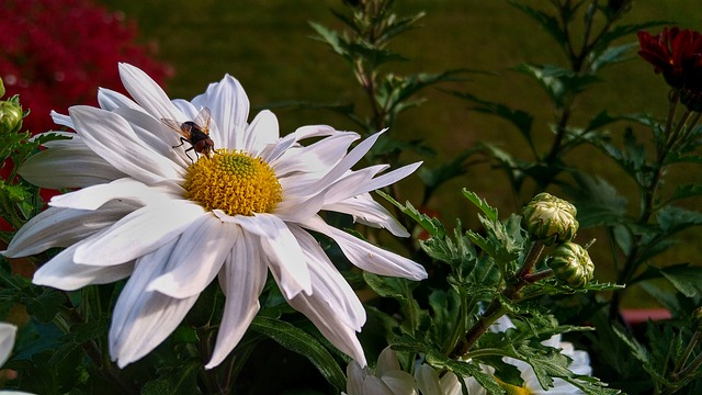 Free Hover Fly Blossom photo and picture