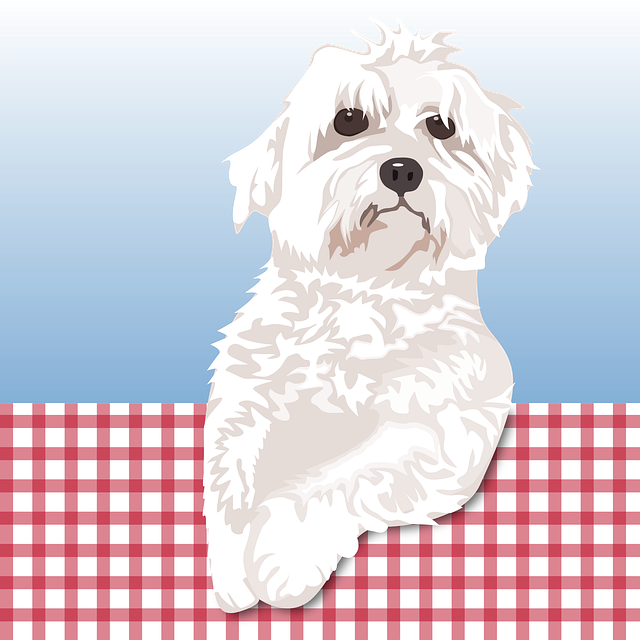 Free dog maltese cute vector