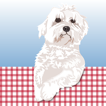 Cachorro, Maltês, Bonito