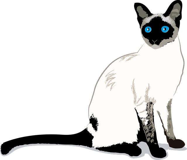 Free cat siamese little cat vector