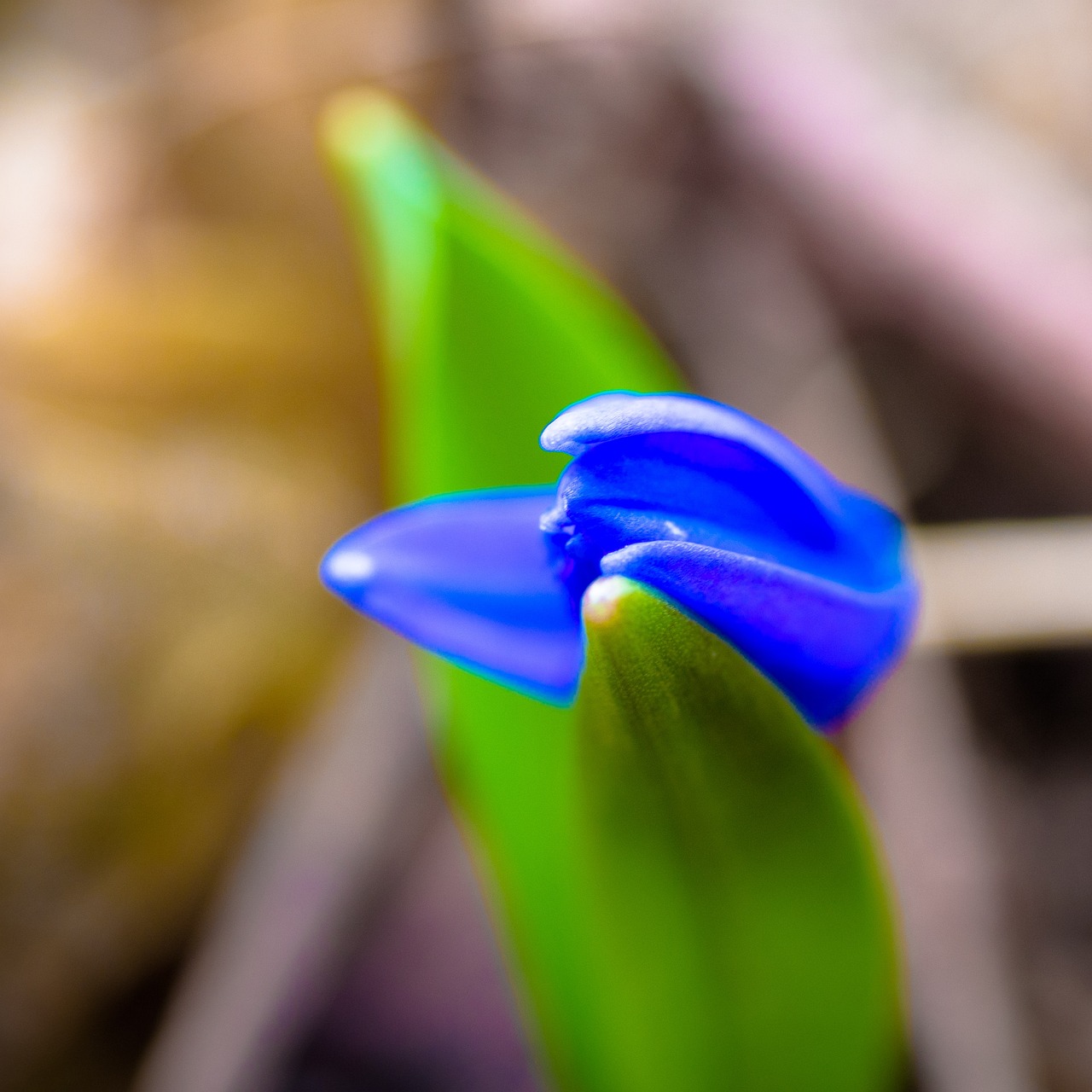 blossom-bloom-spring-free-photo-on-pixabay-pixabay