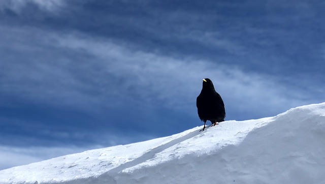 Free Switzerland Snow Mountain photo and picture