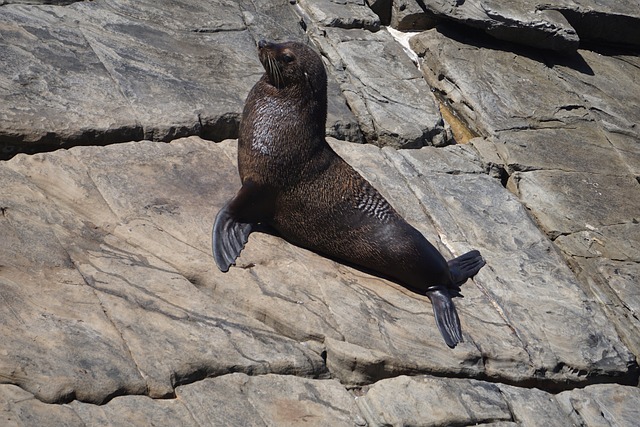 Free Sea Lion Rock photo and picture
