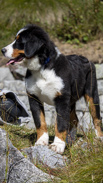 Hund, Berner Sennen, Hvalp, Ven, Legende