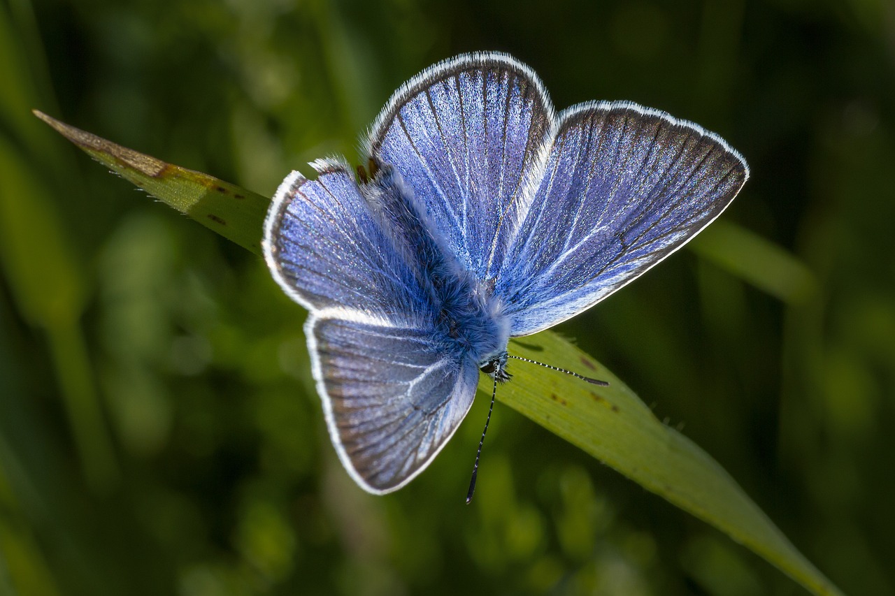 Common Blue - free online jigsaw puzzle photo