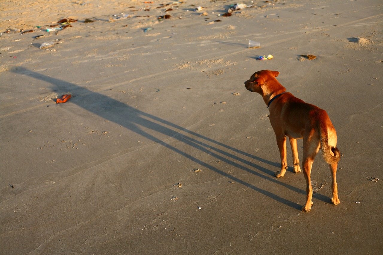 Cachorro Praia Sombra Bicho De - Foto gratuita no Pixabay
