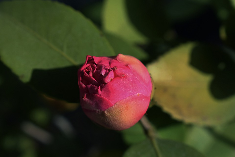 The Pods Red Plant - Free photo on Pixabay - Pixabay