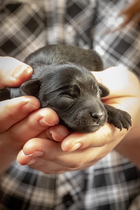 Dog Puppy Animal Free photo on Pixabay Pixabay