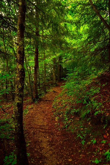 Free Forest Path photo and picture