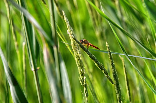 Insekten, Animals, Libelle, Nature, Wing