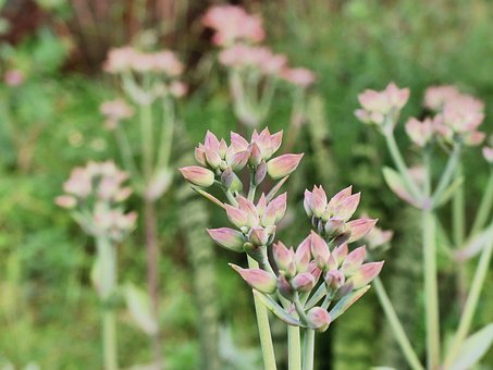 Free Flower Flower Background photo and picture