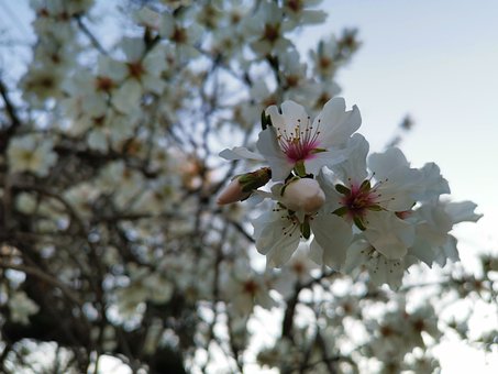 Free Almond Tree Flower photo and picture