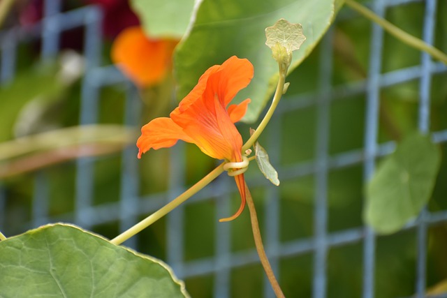 Free Flower Nature photo and picture