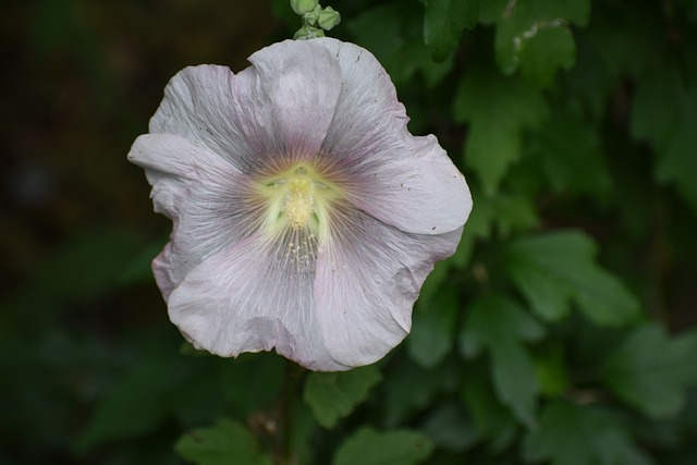 Free Flower Beautiful Flowers photo and picture