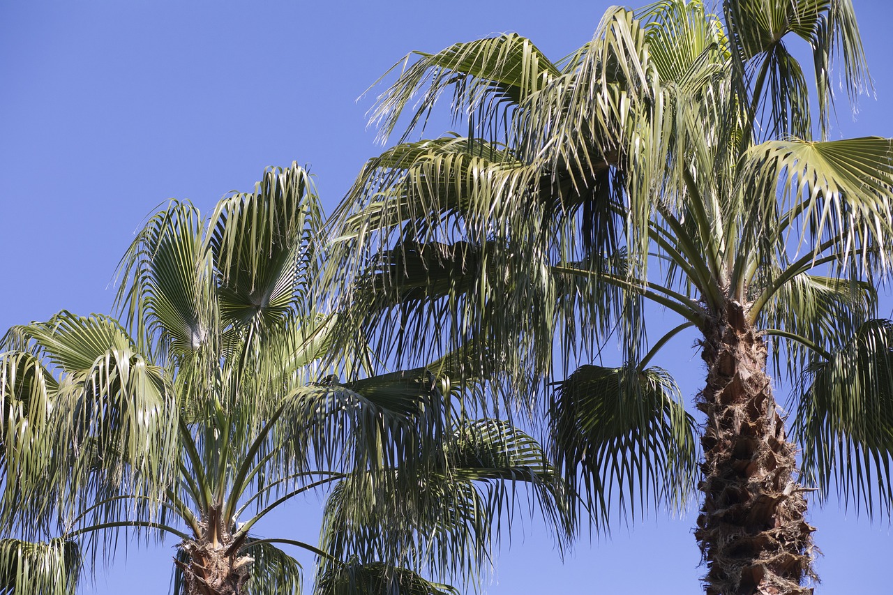 Palm Tree Branch Free photo on Pixabay Pixabay