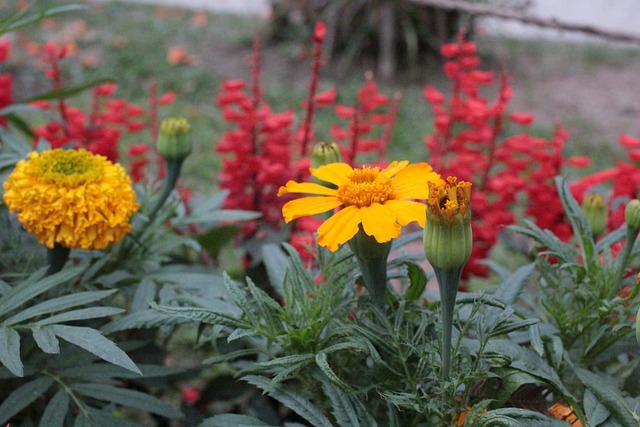Free Flowers Garden photo and picture