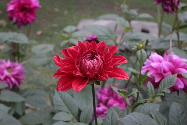 Free Flower Garden photo and picture