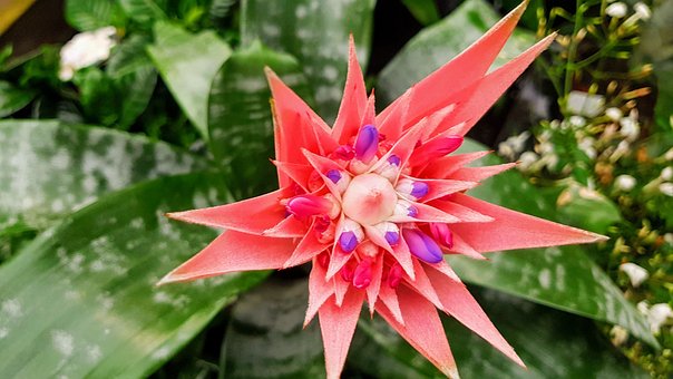Blume, Rot, Gemüse, Schönheit, Farbe
