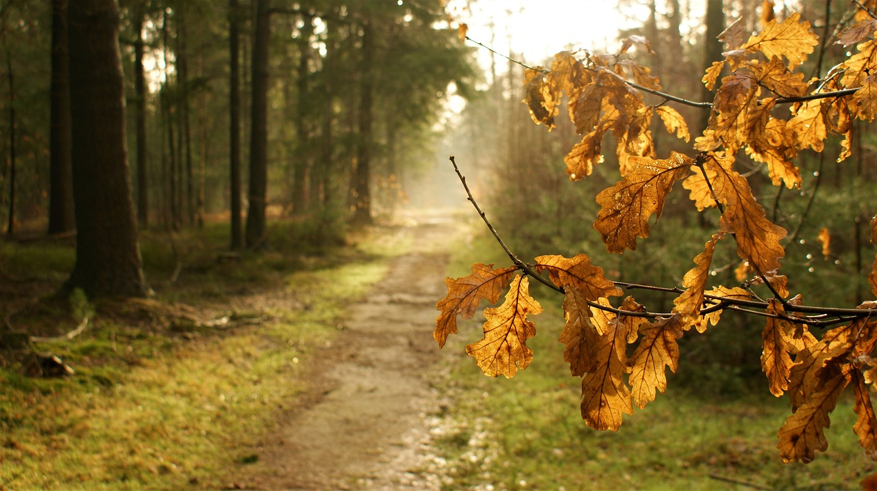 Winter - free online jigsaw puzzle photo