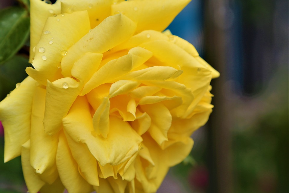 Spring Yellow Roses Images Rose Spring Yellow - Free photo on Pixabay - Pixabay