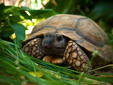 Schildkröte, Grün, Hülse, Reptil