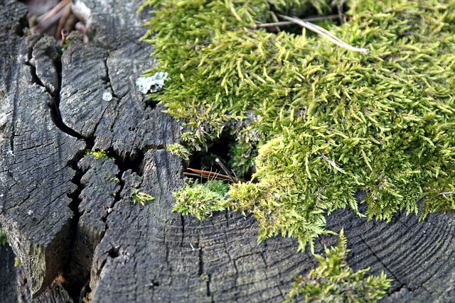 Free Trunk Down photo and picture