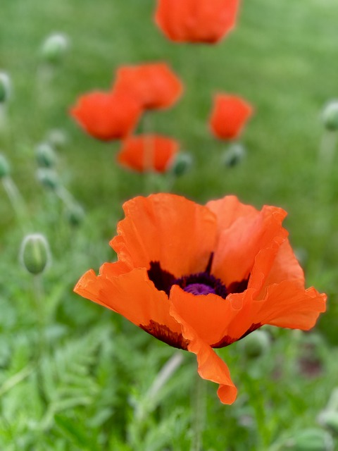 Blumen, Blühte, Rot, Blüte, Feder