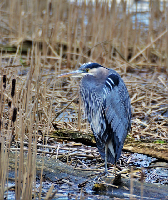 Download free HD stock image of Great Blue Heron Bird Free Great Blue Heron Bird photo and picture