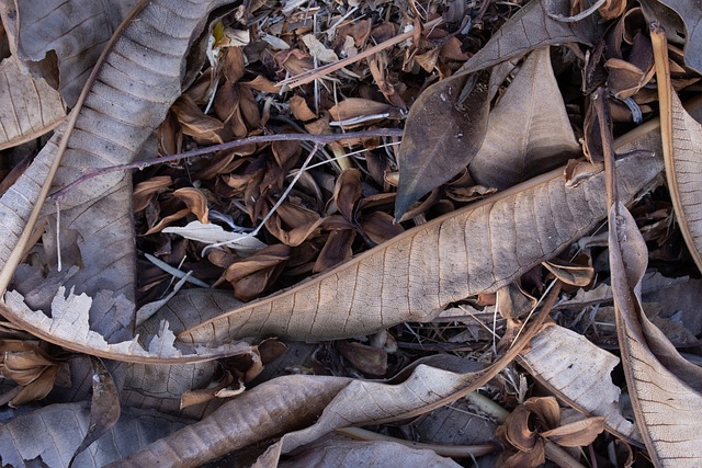 Free Autumn Leaves Autumn photo and picture