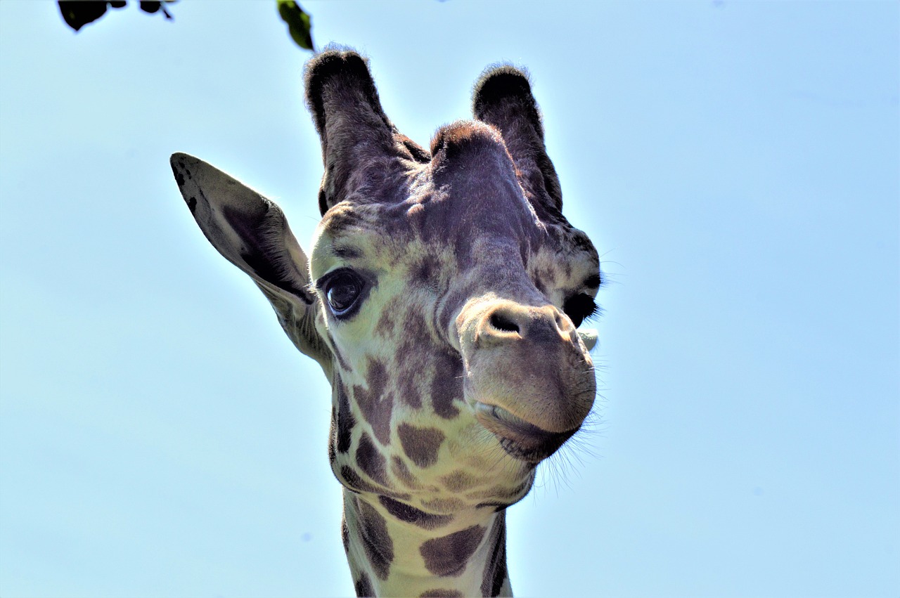 10,000+ Free Funny Giraffe & Giraffe Images - Pixabay