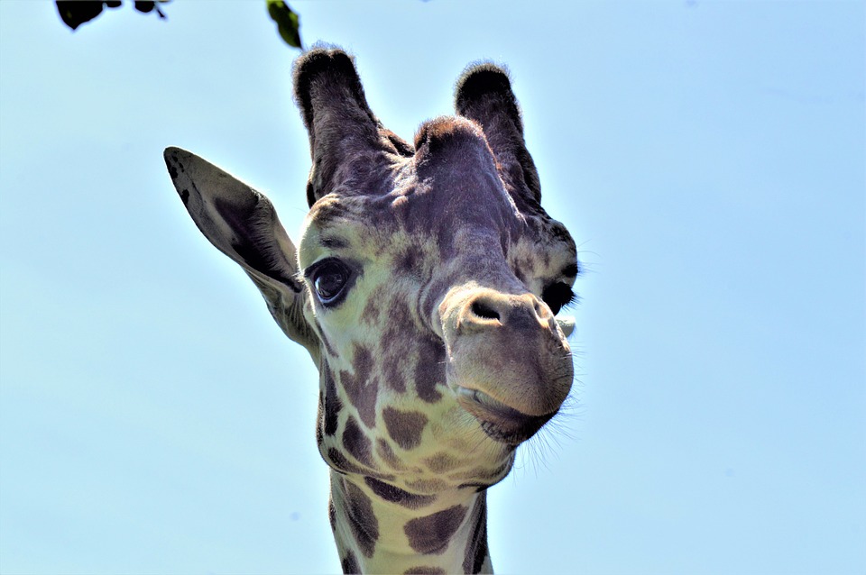 Giraffe Tier Zoo - Kostenloses Foto auf Pixabay