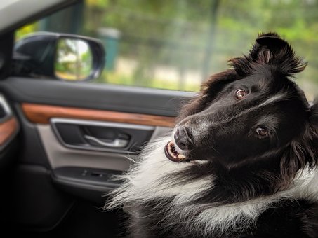Free Dog Sheltie photo and picture