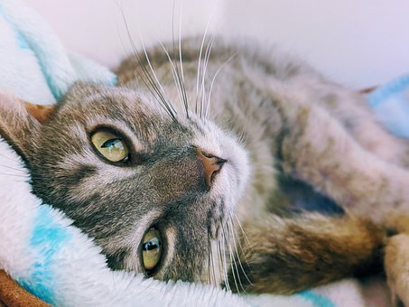 Free Cat Kitty photo and picture