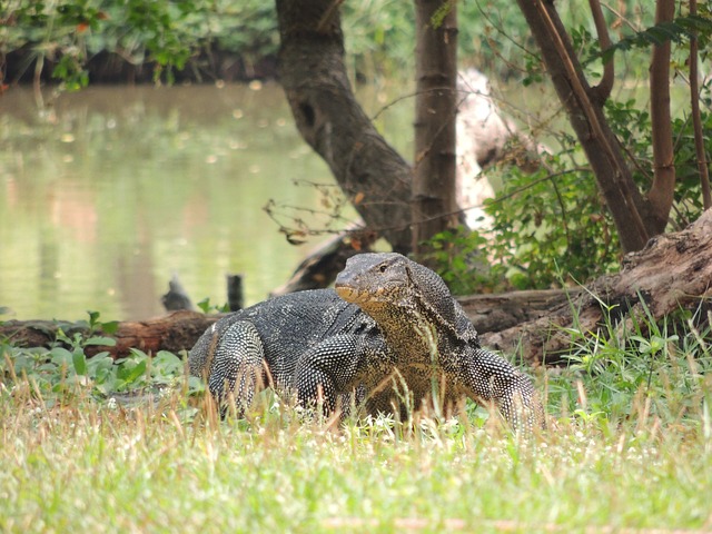 Monitor De Água, Animal, Natureza