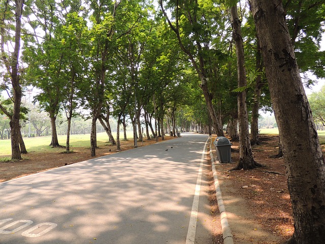 Parque, Natureza, Passarela, Arvores