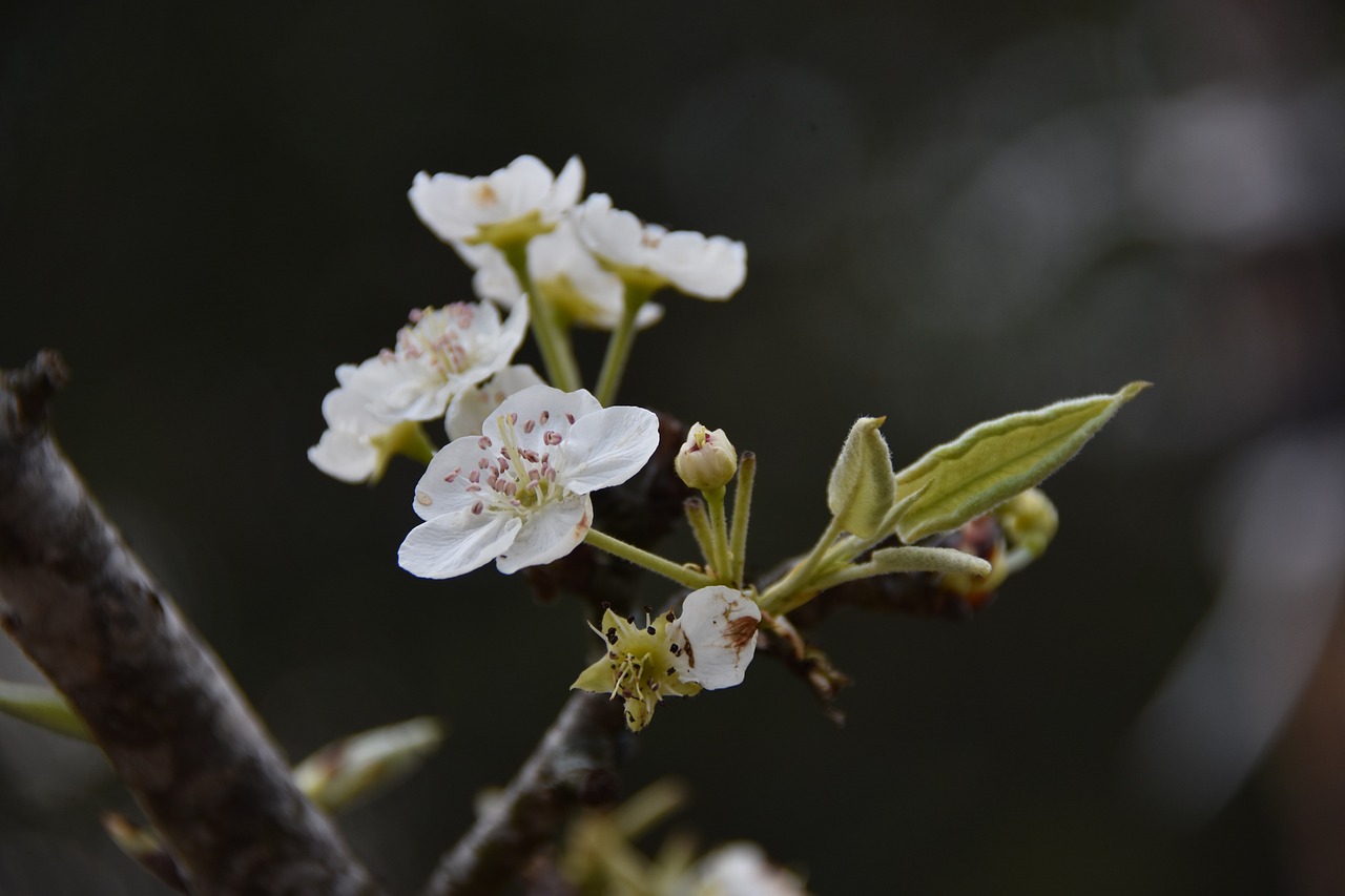 300000 多张免费的“梨 花”和“梨花”照片 - Pixabay