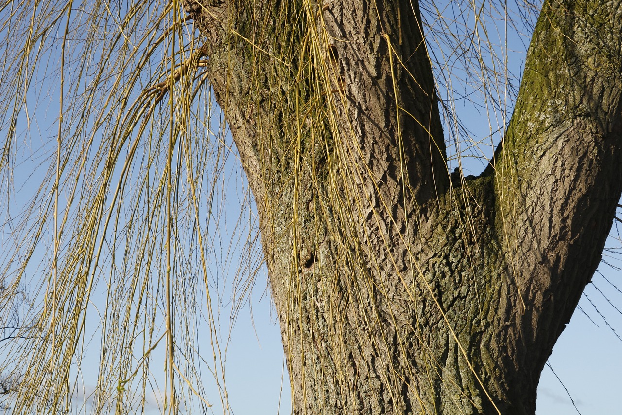 Tree Weeping Willow Branches Free photo on Pixabay Pixabay